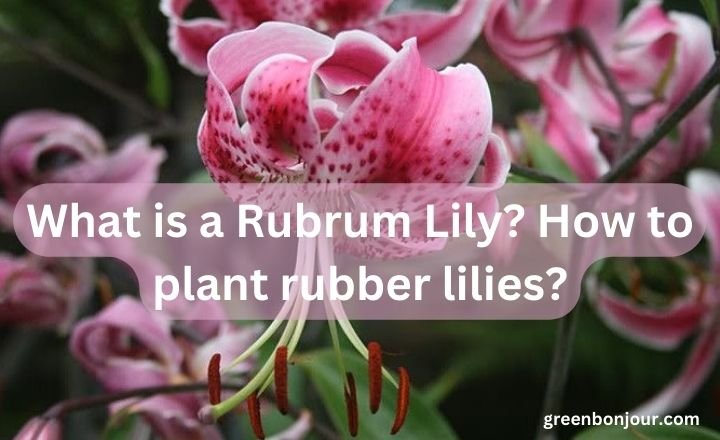 Rubrum Lily