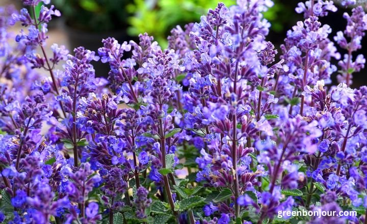 purple plants

