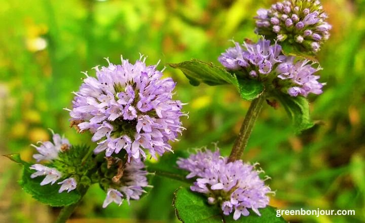 small purple flowers

