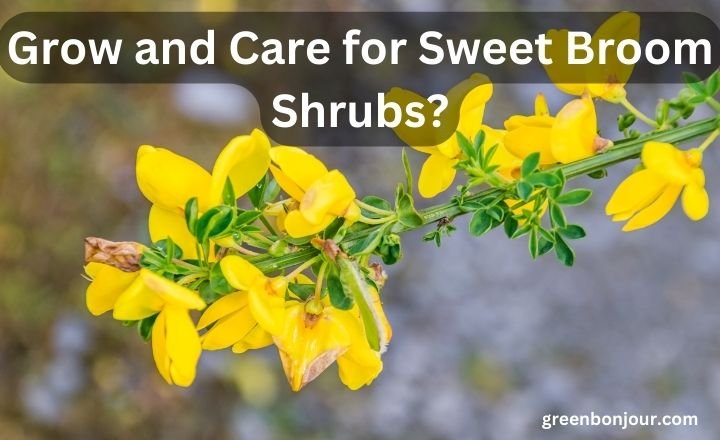 How to Grow and Care for Sweet Broom Shrubs? July 2024