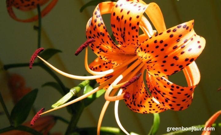 lilium speciosum rubrum

