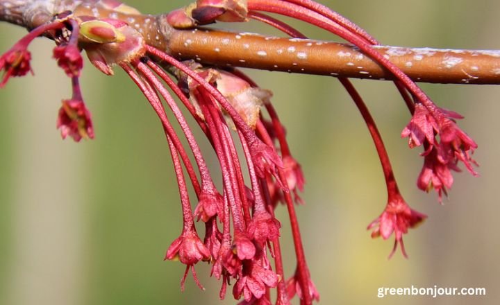 rubrum lily

