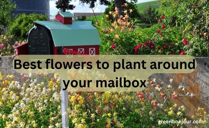 best flowers to plant around your mailbox