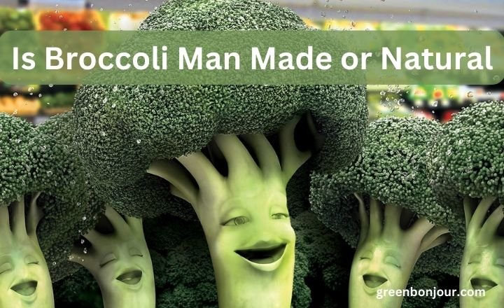 broccoli man made