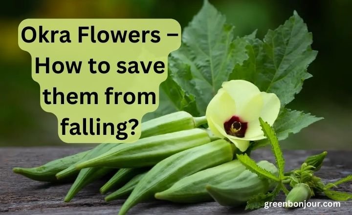 okra flowers