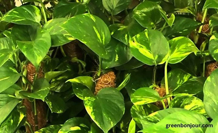 wild pothos flower
