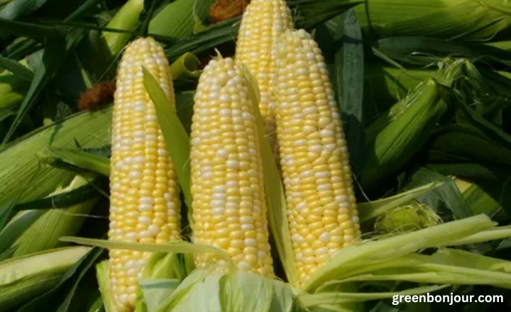 corn is man made

