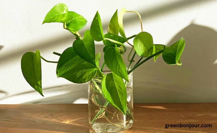 pothos bloom

