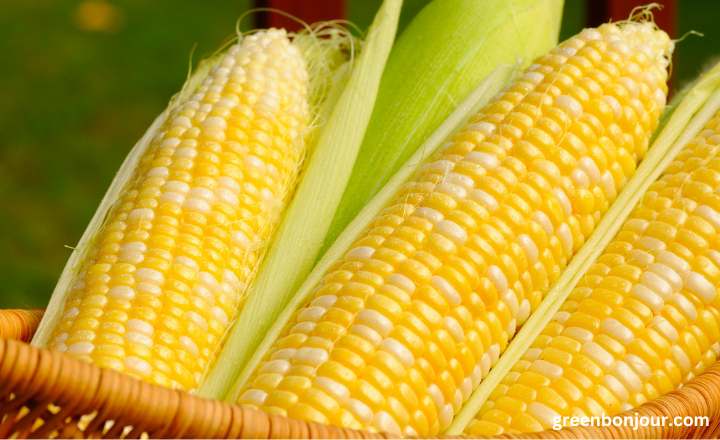 is corn a man-made vegetable

