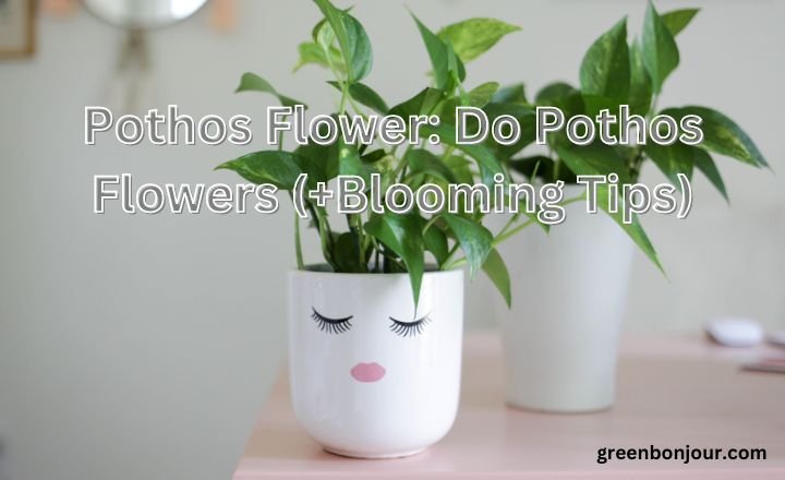 do pothos flowers