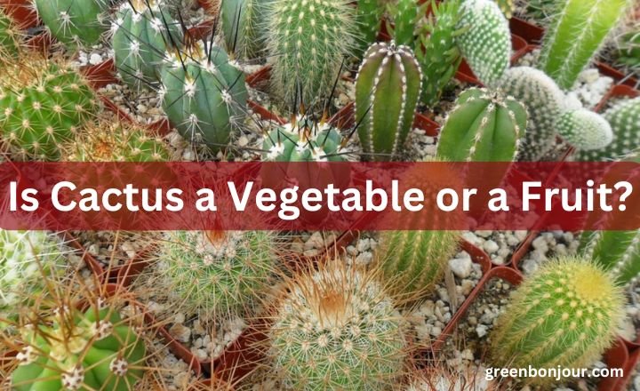 is cactus a fruit or vegetable