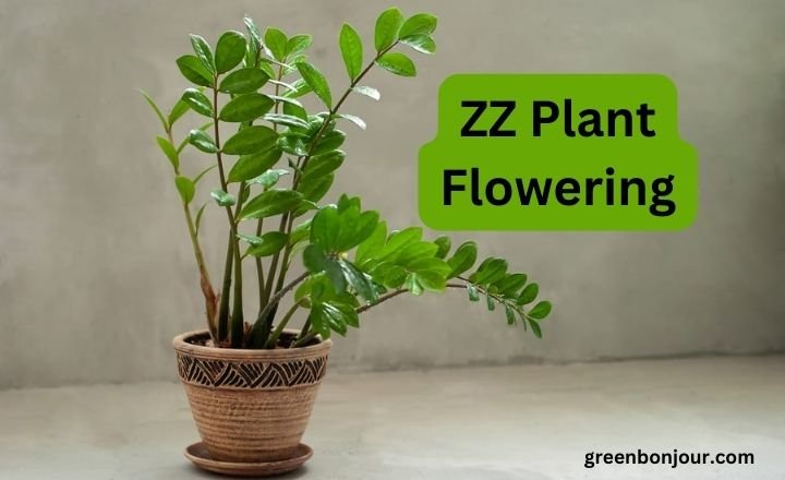 zz plant flower