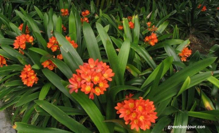 tropical garden plants

