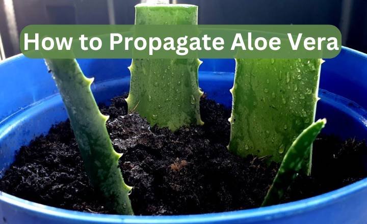 How to Propagate Aloe Vera