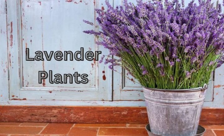 Lavender Plants