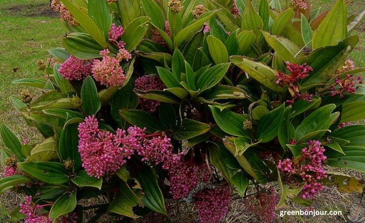 tropical shade plants

