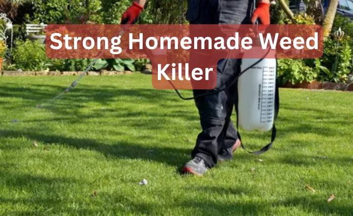 Strong Homemade Weed Killer